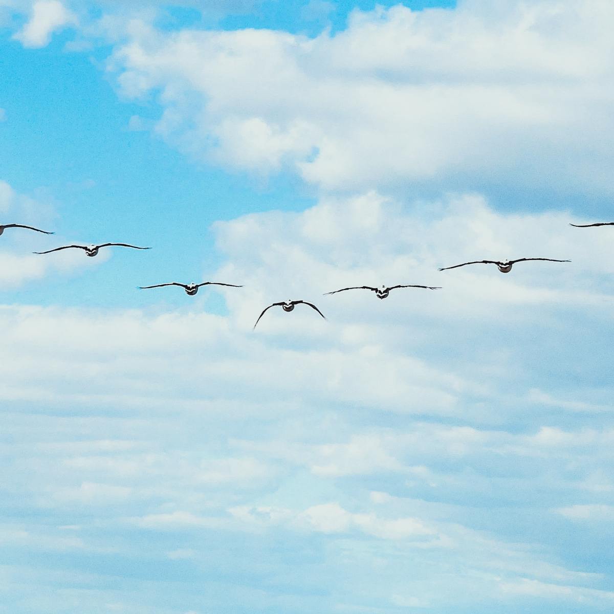 Ever wonder why birds fly in a V-shaped formation?